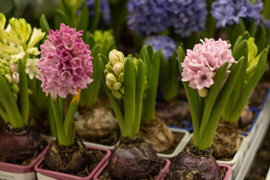Multicolor hyacinth growing in pots
