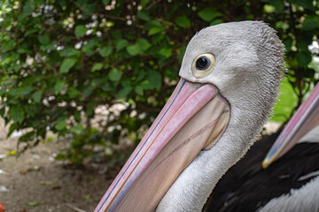 A close-up of a pelican's head, featuring its distinctive beak and textured feathers, against a blurred foliage backdrop.