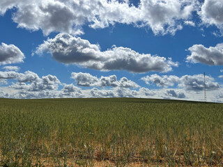 Fototapeta premium Vast green field with wild grasses under a bright blue sky filled with white fluffy clouds in the countryside.