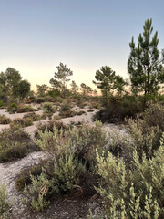 pine tree in the mountains