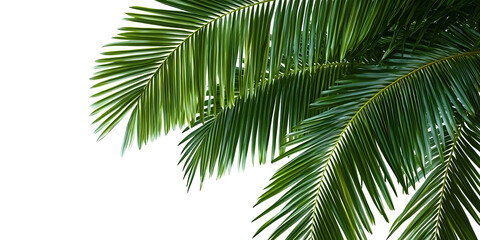 Exquisite close-up of palm leaves showcasing amazing details and textures, captured in high-definition with perfect composition and vibrant colors, offering a masterful view of nature’s beauty.