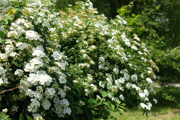 Beginning of florescence of Van Houtte Spirea in mid May