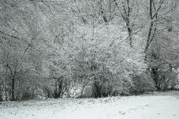 Naklejka premium Tree branches after morning frost against the background of fog.