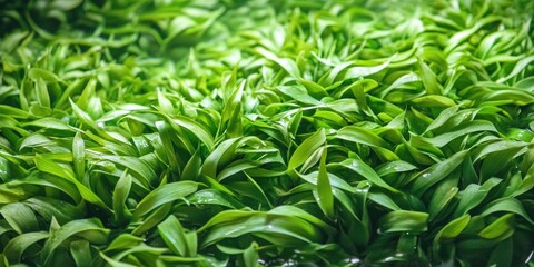 Fototapeta premium A close-up shot of lush green plants with intricate details