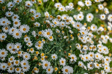 Santa Barbara is a coastal city in Santa Barbara County, California.  Argyranthemum frutescens, known as Paris daisy, marguerite or marguerite daisy,