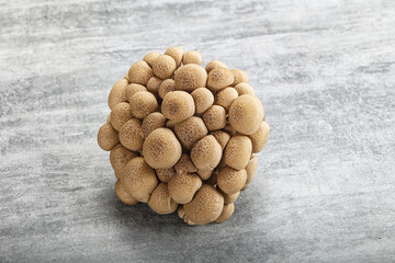 Raw asiam delicacy mushroom Shimeji