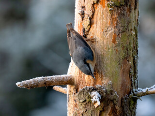 Kleiber (Sitta europaea)