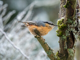 Kleiber (Sitta europaea)