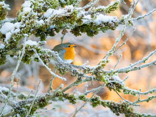 Rotkehlchen (Erithacus rubecula)