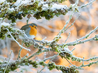 Rotkehlchen (Erithacus rubecula)
