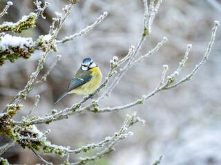 Blaumeise (Cyanistes caeruleu)