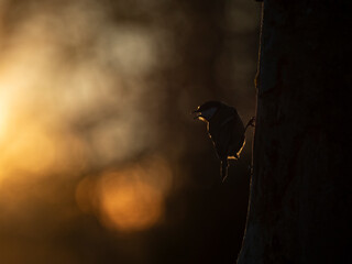   Kohlmeise (Parus major)