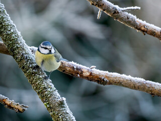 Blaumeise (Cyanistes caeruleu)