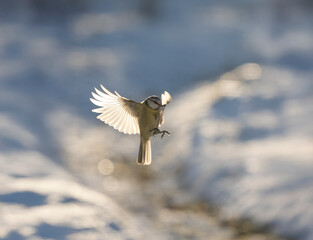 Blaumeise (Cyanistes caeruleu)    