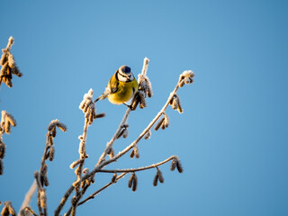 Blaumeise (Cyanistes caeruleu)