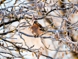 Buchfink (Fringilla coelebs)