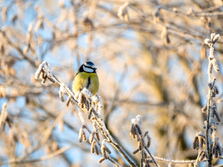 Blaumeise (Cyanistes caeruleu)