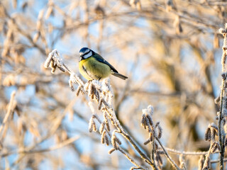 Blaumeise (Cyanistes caeruleu)