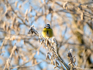 Blaumeise (Cyanistes caeruleu)