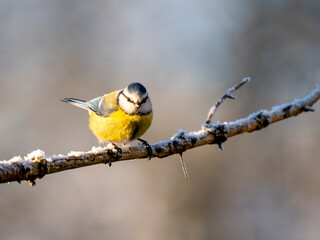 Blaumeise (Cyanistes caeruleu)