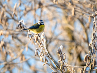 Blaumeise (Cyanistes caeruleu)