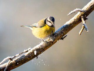 Obraz premium Blaumeise&nbsp;(Cyanistes caeruleu)