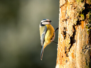 Blaumeise (Cyanistes caeruleu)
