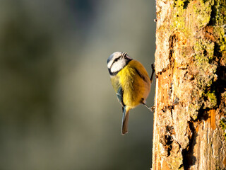 Blaumeise (Cyanistes caeruleu)
