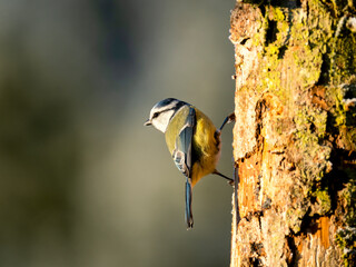 Blaumeise (Cyanistes caeruleu)