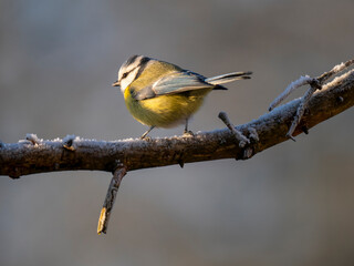 Blaumeise (Cyanistes caeruleu)