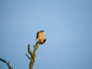 Turmfalke (Falco tinnunculus)
