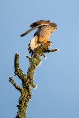 Turmfalke (Falco tinnunculus)