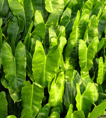 Fototapeta premium A bunch of green leaves are in a row