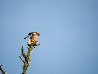 Turmfalke (Falco tinnunculus)