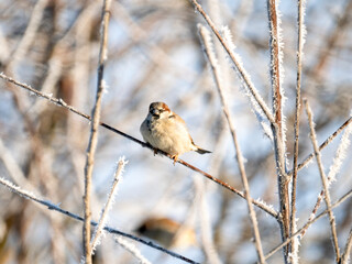 Haussperling (Passer domesticus)