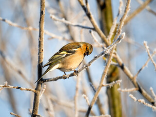 Buchfink (Fringilla coelebs)