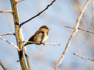 Haussperling (Passer domesticus)