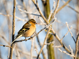 Buchfink (Fringilla coelebs)