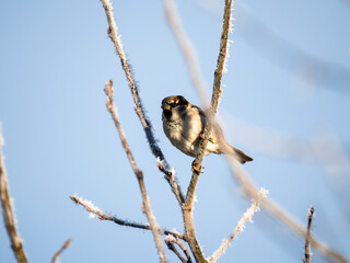 Haussperling (Passer domesticus)
