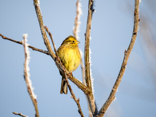Goldammer (Emberiza citrinella)
