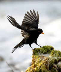 Amsel (Turdus merula)   Star (Sturnus vulgaris)