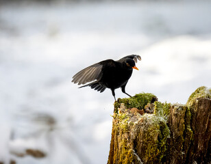 Amsel (Turdus merula)   Star (Sturnus vulgaris)