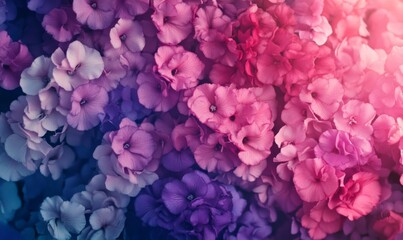 Fototapeta premium Colorful flower bouquet background made of pink and purple carnation and orchid flowers wall for background and wallpaper