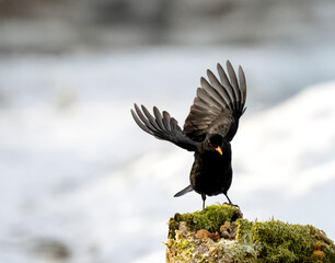 Amsel (Turdus merula)   Star (Sturnus vulgaris)