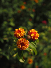 Lantana camara, lantana ampelaceae. orange flowers. macro