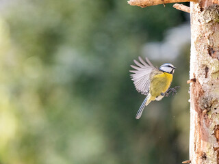Blaumeise (Cyanistes caeruleu)         Star (Sturnus vulgaris)