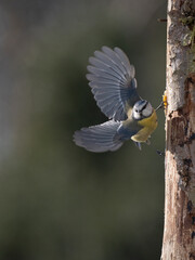 Blaumeise (Cyanistes caeruleu)