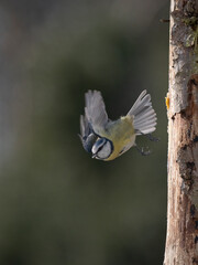 Blaumeise (Cyanistes caeruleu)