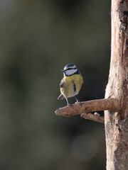 Obraz premium Blaumeise&nbsp;(Cyanistes caeruleu)