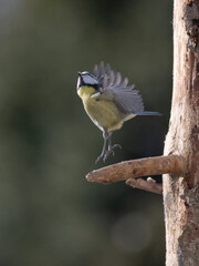 Blaumeise (Cyanistes caeruleu)
